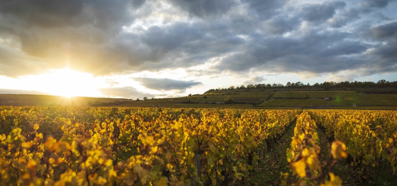 Olivier Leflaive Winery